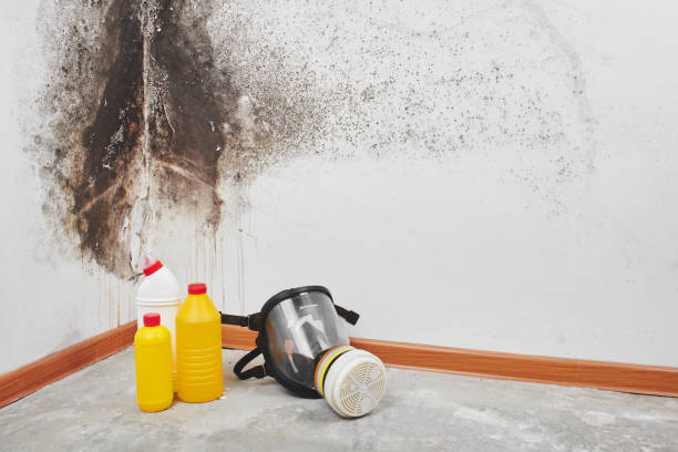 Best Best Mold Removal Companies  in Kittredge, CO