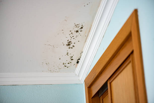 Best Mold Removal Company Near Me  in Kittredge, CO