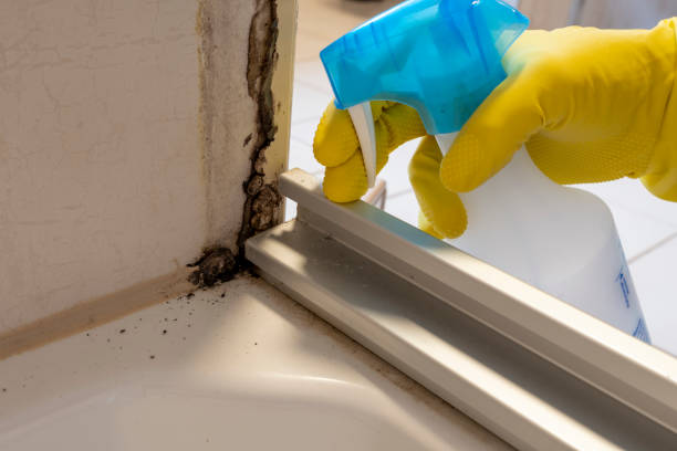 Best Mold Damage Repair  in Kittredge, CO