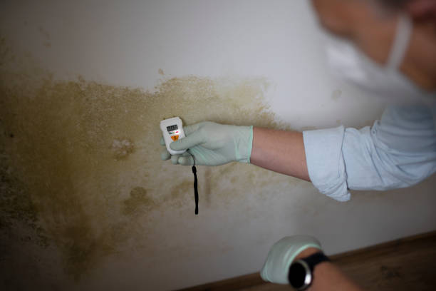 Mold Removal Process in Kittredge, CO