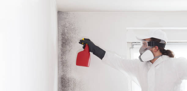 Best Local Mold Removal Service  in Kittredge, CO