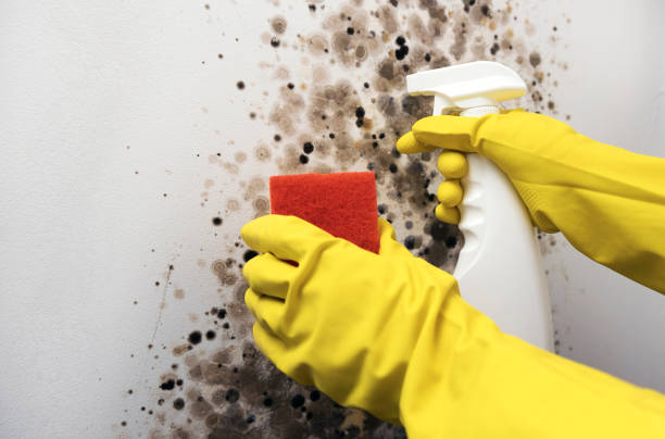 Best Mold Cleaning Services  in Kittredge, CO