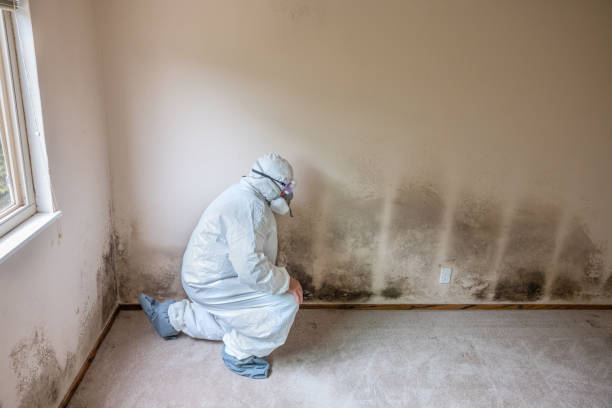 Best Same-Day Mold Removal  in Kittredge, CO