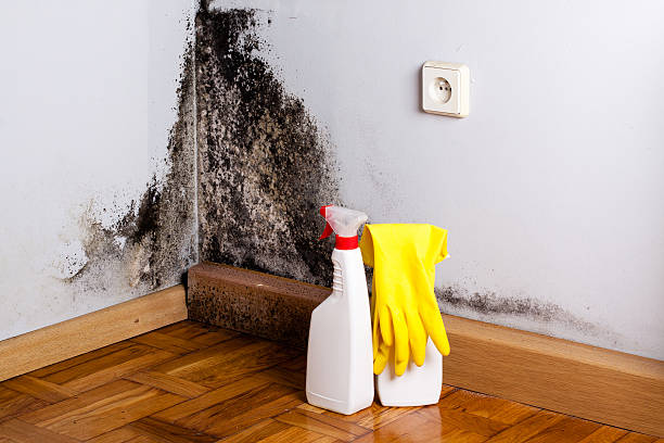 Best Home Mold Removal  in Kittredge, CO
