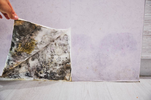  Kittredge, CO Mold Removal Pros